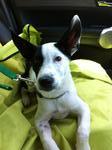 Sits quietly in the car, good boy!