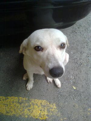 Snowy  - Mixed Breed Dog