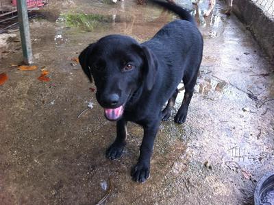 Blackies - Mixed Breed Dog