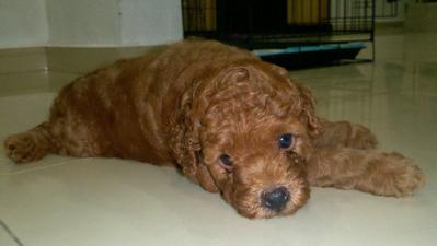 Mocha - Poodle Dog