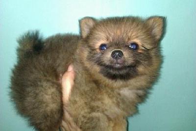 Tcup Pomeranian Male Orange (Sunny) - Pomeranian Dog