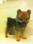 Tcup Pomeranian Male Orange (Sunny) - Pomeranian Dog