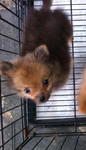 Tcup Pomeranian Male Orange (Sunny) - Pomeranian Dog