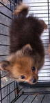 Tcup Pomeranian Male Orange (Sunny) - Pomeranian Dog