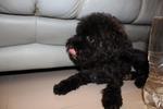 Male Dark Grey Black Poodle - Poodle Dog