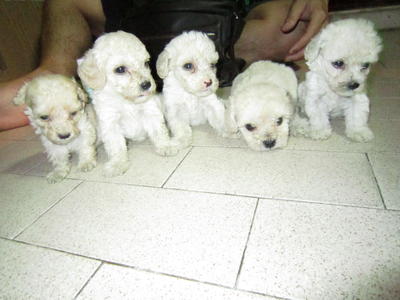 Tiny Toy Poodle White And Creamy - Poodle Dog