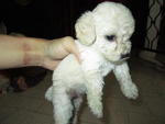 Tiny Toy Poodle White And Creamy - Poodle Dog