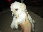 Tiny Toy Poodle White And Creamy - Poodle Dog