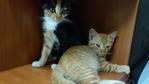 Beel &amp; Torarawr - Domestic Short Hair Cat