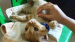 Beel &amp; Torarawr - Domestic Short Hair Cat