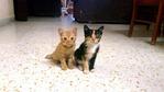 Beel &amp; Torarawr - Domestic Short Hair Cat