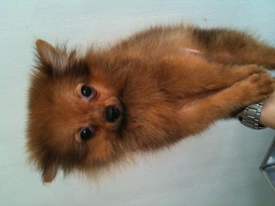 New Year Promotion - Pomeranian Dog