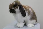  Pure Breed Holland Lop Buck - Holland Lop Rabbit