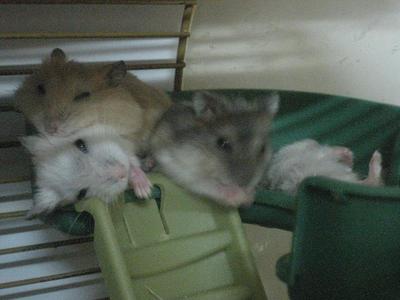 5 Dwarf Hamster Pups For Sale! - Short Dwarf Hamster Hamster