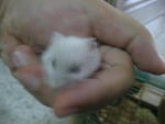 5 Dwarf Hamster Pups For Sale! - Short Dwarf Hamster Hamster