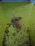 5 Dwarf Hamster Pups For Sale! - Short Dwarf Hamster Hamster