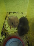 5 Dwarf Hamster Pups For Sale! - Short Dwarf Hamster Hamster