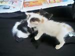 Snowy &amp; Xena - Domestic Medium Hair + Domestic Short Hair Cat