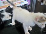 Snowy &amp; Xena - Domestic Medium Hair + Domestic Short Hair Cat