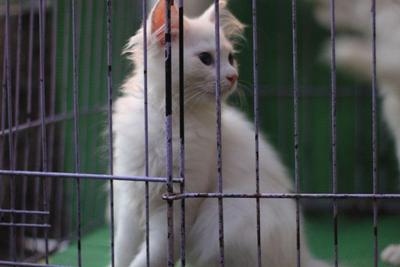 PF27215 - Domestic Long Hair Cat