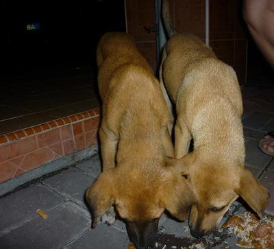 2 Lovely Female Doggies - Mixed Breed Dog