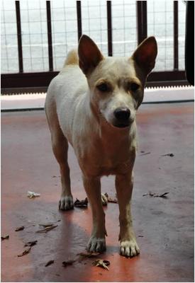 Slyvia - Jrt Mixed - Jack Russell Terrier Mix Dog