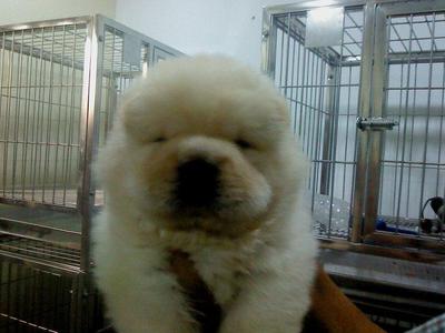 Chow Chow - Chow Chow Dog