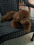 Money Didi - Poodle Dog