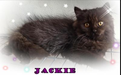 Jackie - Persian Cat