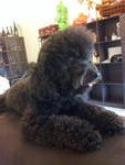 Lucas - Poodle Dog