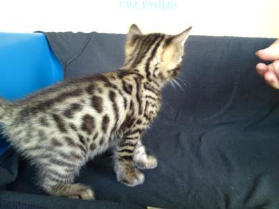 Tica Registered Bengal Kitten(Sold) - Bengal Cat