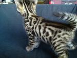 Tica Registered Bengal Kitten(Sold) - Bengal Cat