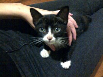 Charlie Tux - Domestic Short Hair + Tuxedo Cat