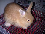 Baby Anggora Rabbit 111 - Angora Rabbit Rabbit