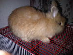 Baby Anggora Rabbit 111 - Angora Rabbit Rabbit