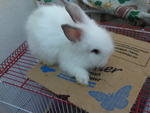 Baby Anggora Rabbit 111 - Angora Rabbit Rabbit