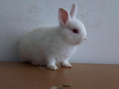 Baby Netherland Dwarf - Netherland Dwarf Rabbit