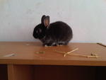 Baby Netherland Dwarf - Netherland Dwarf Rabbit