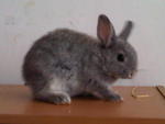 Baby Netherland Dwarf - Netherland Dwarf Rabbit