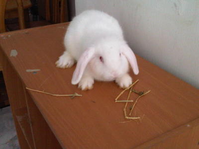 Lop Ears 2 Months - Lop Eared Rabbit