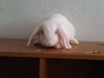 Lop Ears 2 Months - Lop Eared Rabbit