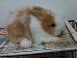 Teddy Bear Anggora Rabbit 1 - Angora Rabbit Rabbit