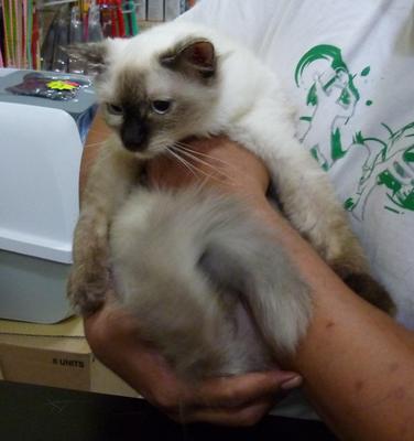 Pointy - Domestic Medium Hair Cat