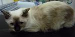 Pointy - Domestic Medium Hair Cat