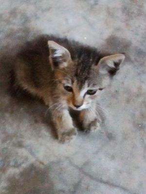 Silver - Oriental Short Hair Cat