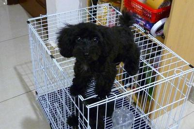 Black/blue Toy Poodle Puppy - Poodle Dog