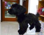 Black/blue Toy Poodle Puppy - Poodle Dog