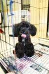 Black/blue Toy Poodle Puppy - Poodle Dog