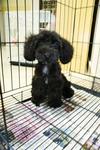 Black/blue Toy Poodle Puppy - Poodle Dog