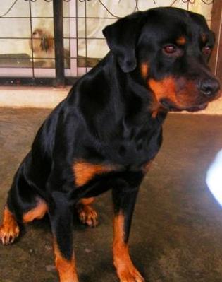 Rahul - Rottweiler Dog